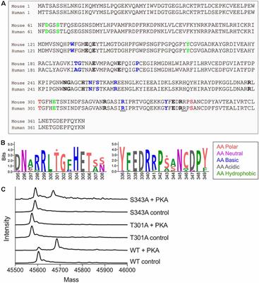 Phosphorylation of Glutamine Synthetase on Threonine 301 Contributes to Its Inactivation During Epilepsy